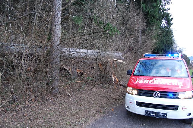 Gatterweg Baum verlegt Strasse 010