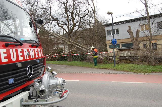 Tomalagasse Baum verlegt Strasse 040